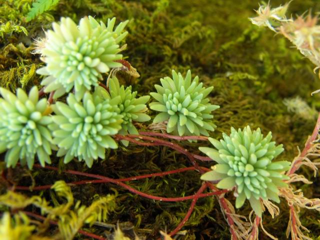 Sedum hispanicum